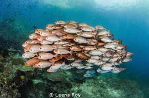 Fish shoal by Leena Roy 